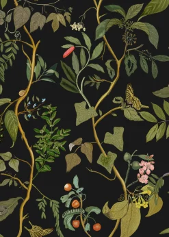 Diderot Eclipse - Coordonné