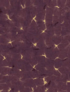 Kanoko Prune - Coordonné