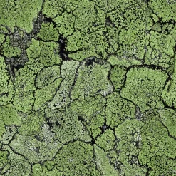 Liquen Green - Coordonné